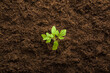 Green small tomato plant in dark brown soil. Closeup. Top down view.