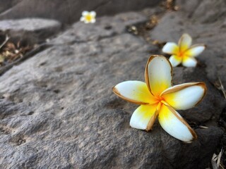 Frangipani flower on the rock