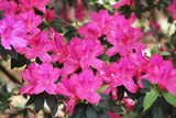Fototapeta Sypialnia - flowering shrub of azalea japonica, japanese azalea or geisha rosa