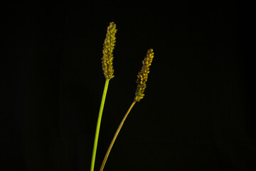 two wildflower seed heads with yellow light and isolated on a black background