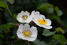 White And Pale Yellow Wild Rose Flowers On A Natural Green Background With A Flying Insect