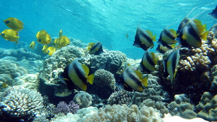  Butterfly fish. Red Sea kabuba - this fish grows up to 20 cm, feeds on zooplankton. Often in flocks over coral reefs.