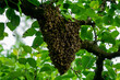 © Cheperatz - Big bee swarm on the tree