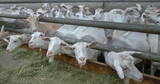 Fototapeta Zwierzęta - Goats at goat farm Netherlands. Agriculture.