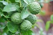 Green organic bergamot fruits or kaffir lime fruits on tree. Native plants in Southeast Asia. Classified as fruit And vegetables and herbs that commonly grown in homes and gardens for use in cooking.