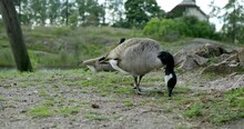 Canada Goose Eating Grass In A Park. Another Canada Goose Is Laying On The Ground.