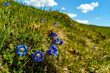 viele blaue Enziane auf der Frühlingswiese an der Hohen Kugel über dem Rheintal. blauer Enzian und andere Frühlingsblumen auf der Alpwiese am Rand des Bregenzerwald. Hoch über Fraxern blühen sie 
