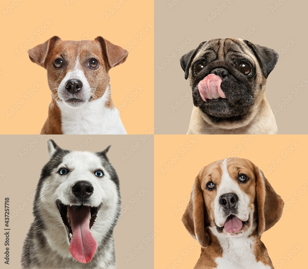 Art collage made of funny dogs different breeds on multicolored studio background. - obrazy, fototapety, plakaty 