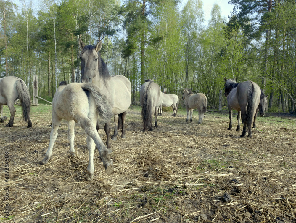 Hodowla półdzikich koni tarpanów. Tarpan (Equus gmelini) – wymarły na wolności gatunek dzikiego konia. Zamieszkiwał obszary leśne Europy - obrazy, fototapety, plakaty 