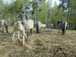 Hodowla półdzikich koni tarpanów. Tarpan (Equus gmelini) – wymarły na wolności gatunek dzikiego konia. Zamieszkiwał obszary leśne Europy