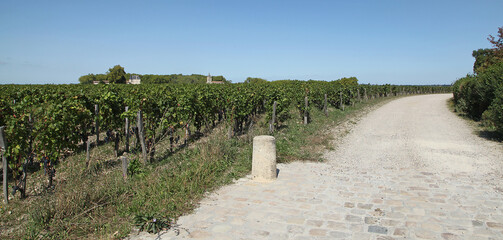 Canvas Print - Vignoble bordelais cru Margaux	