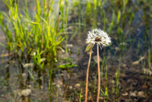 In The Flooded Meadow Is A Green Grass Where A Dandelion That Is White Fluff Has Bloomed