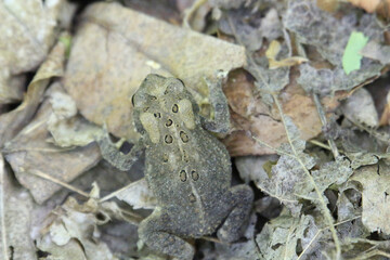 Canvas Print - Closeup shot of a frog on the dried leaves