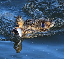Duck With Fish