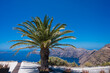 Scenic landscape of Santorini island, Greece. Palm tree with caldera view on background. Aegean sea. Summer vacation.