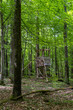 wood stand in green spring forest