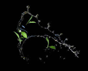 Wall Mural - vividly flying in the air green tea leaves with tea splashing isolated on black background