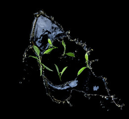 Wall Mural - vividly flying in the air green tea leaves with tea splashing isolated on black background