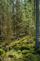 Fototapeta łąka las drzewa