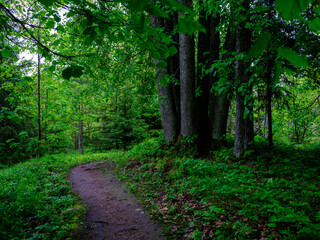 narrow tourist hiking trail in forest