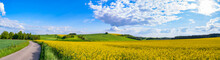 Oilseed Rape Field With Trees Against Blue Sky. Rural, Countryside Landscape. Panoramic View Of Colza Flowers. Farmland During Sunny Summer Day. Country Road Through Village.
