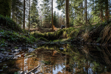 Sticker - small river flowing through black forest