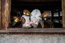 Two Cows Looking Out Cowshed Of Farm