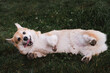 © Ekaterina - Happy dog scratching his back lying in grass. Walk with pet in nature. Welsh corgi Pembroke lies on green meadow with his belly up, smiling and enjoying life.