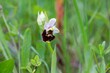 Late spider orchid, Ophrys holoserica