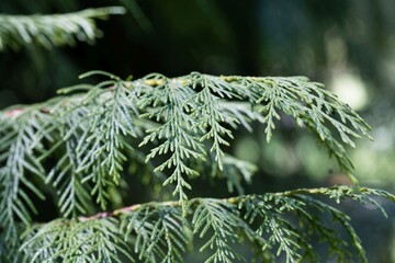 Wall Mural - Branches of a Nootka ceder, Cupressus nootkatensis