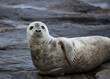 Grey Seal on rocks on the coast of Northumberland, England, UK.