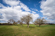 green agricultural farmland with apple trees and blue sky