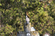 Pigeon Sitting On A Cemetery Cross On Background Of Trees