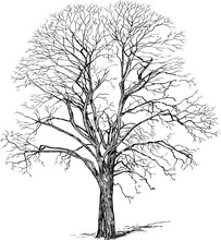 Sketch Of Silhouette Old Deciduous Bare Tree In Winter