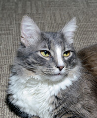 Wall Mural - Close-up portrait of a young fluffy cat of dark color with stripes on a gray background. Studio portrait of a young cat on a gray background