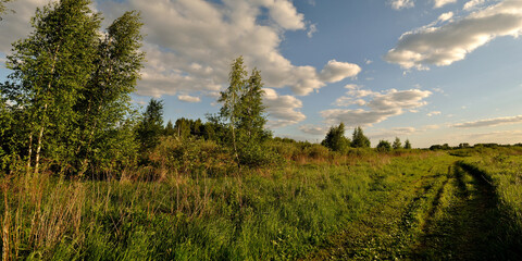 A summer walk through the forest, a beautiful panorama.