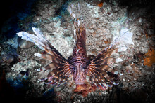 An Invasive Red Lionfish Hanging Out On The Reef Next To A Barrel Sponge. This Species Damages The Environment In The Caribbean