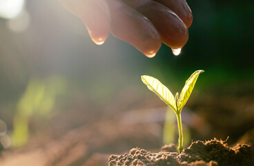 Wall Mural - Hand touching is growing plant,Young plant in the morning light on ground background.Small plants on the ground in spring,Photo fresh and Agriculture concept idea.