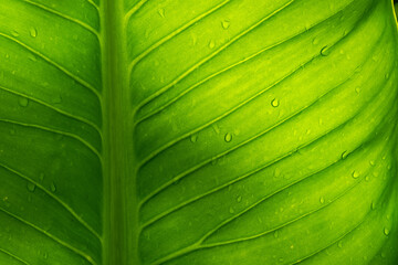 Water on leave background, Green leaf nature