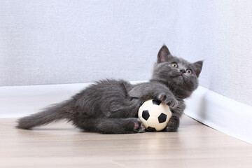 A small gray kitten plays with a toy a soccer ball. Cat toys.