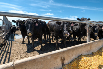 Wall Mural - Black cow in the pasture.