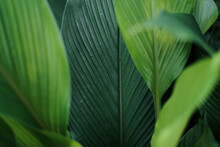 Leaves Green Dark Leaf Detail In The Natural