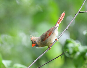 Wall Mural - red cardinals standing on the spring green tree branch