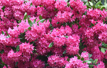 Pink Rhododendron Blooming In Spring
