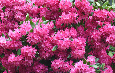 Poster - pink Rhododendron blooming in spring