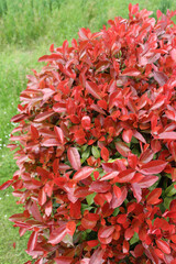 Wall Mural - Top view of Photinia hedge with new red leaves on branches on springtime. Photinia x fraseri in the garden 