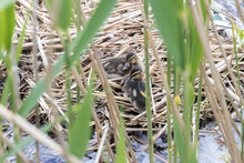 Two Geese Babies Are Lying In A Nest Which Was Built In The Water Between Grasses. Well Hidden Bird's Nest. 