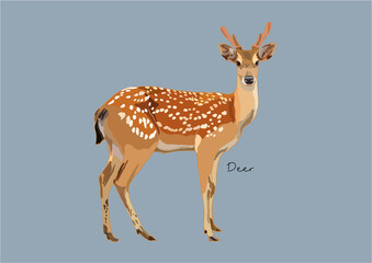 Vector Illustration of Deer, True Deer, Red Deer, Fallow Deer