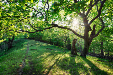 Canvas Print - Beautiful forest in spring with bright sun shining through the trees