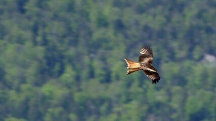 Wall Mural - Stunning tracking shot of gliding red kite in front of greened mountains in sunlight